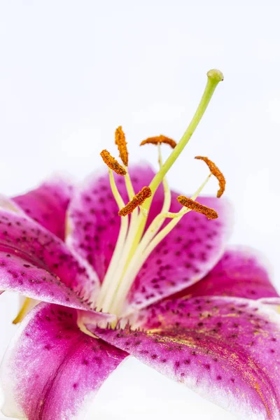 Purple lily against white background. — Stock Photo, Image