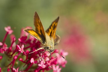 Küçük kaptanı yakın çekim.