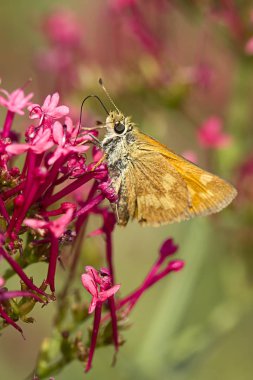 Kaptan çiçek için clings.