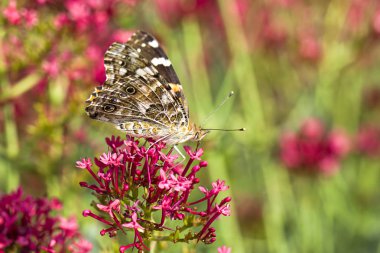 Painted lady kelebek çiçek aittir.