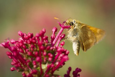 Güve nektar toplar.