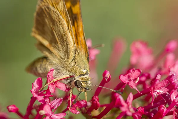 Small moth on flower.