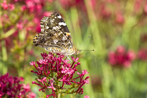 Painted lady motyl opiera się na kwiat. — Zdjęcie stockowe