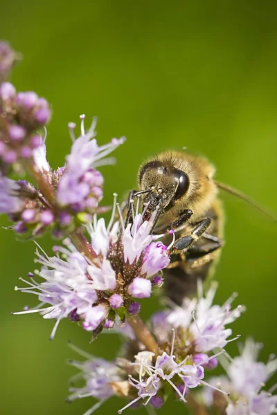 Makro der Biene auf Blume. — Stockfoto