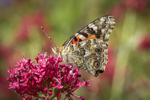 Motyl opiera się na kwiat. — Zdjęcie stockowe