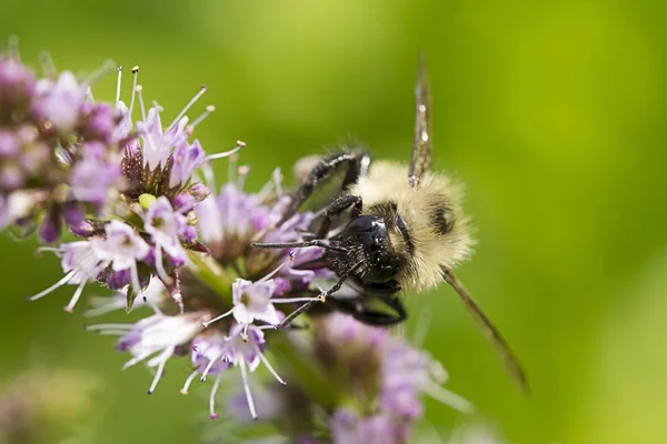 Close up of bee's face. — Stock Photo, Image