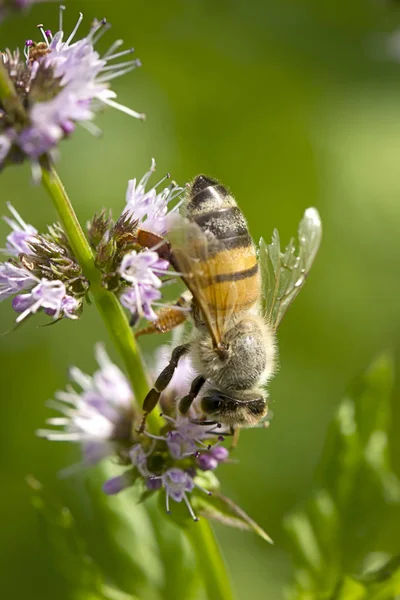 Pszczoła zbiera pyłek. — Zdjęcie stockowe