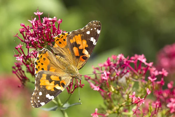 Schöner Schmetterling auf einer Blume. — Stockfoto