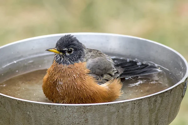 Robin se repose dans un bain d'oiseaux . — Photo