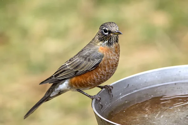 Robin perché sur le bain d'oiseau . — Photo