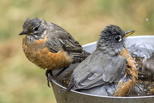 Deux Robins dans un bain d'oiseaux . — Photo