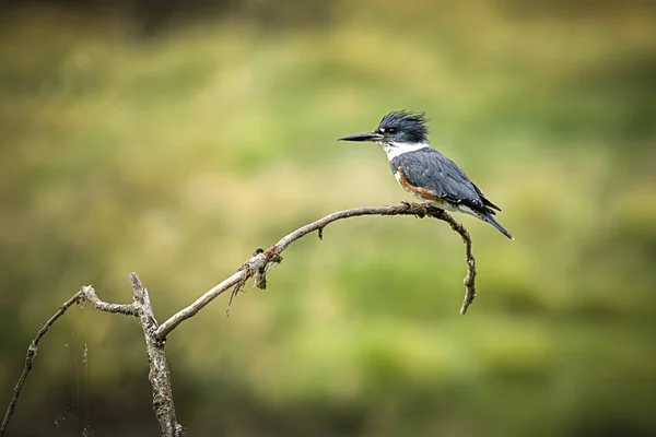 Kingfisher empoleirado no ramo . — Fotografia de Stock