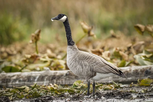 Goose in wetlands area. — Stock Photo, Image