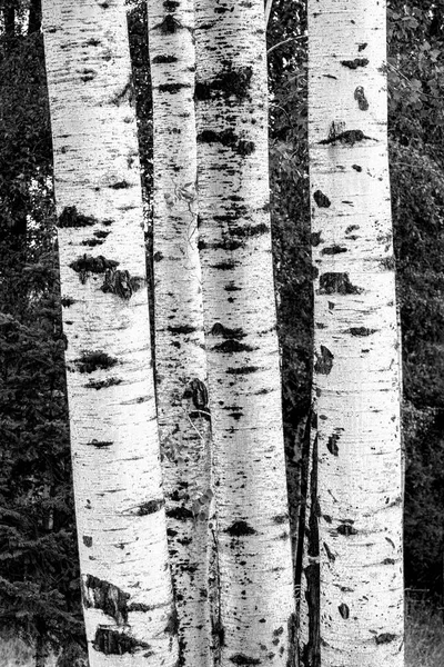 Huş ağaçlarının B&W. — Stok fotoğraf