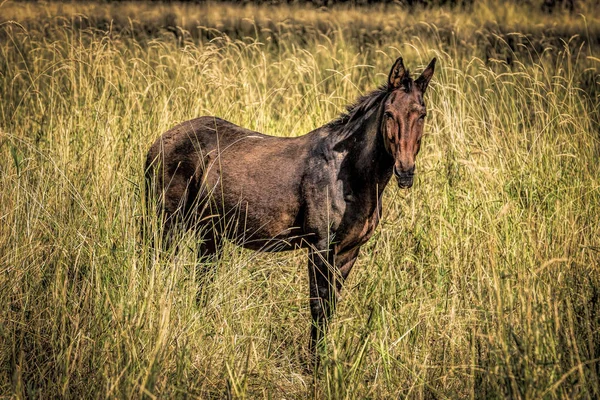 Caballo en campo herboso . — Foto de Stock