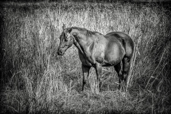 B&W of beautiful horse. — Stock Photo, Image