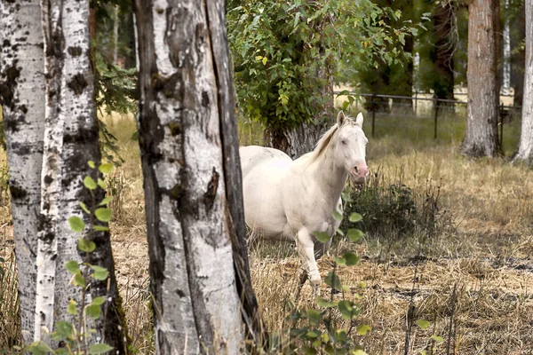 Άσπρο άλογο πίσω από τα δέντρα σημύδων. — Φωτογραφία Αρχείου