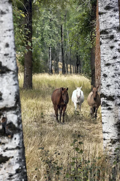 Koně mezi břízy. — Stock fotografie