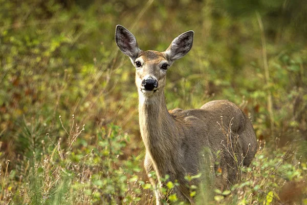 White tail deer among the brush. — Stock Photo, Image