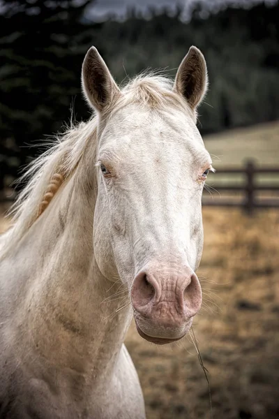 Fehér ló portréja. — Stock Fotó