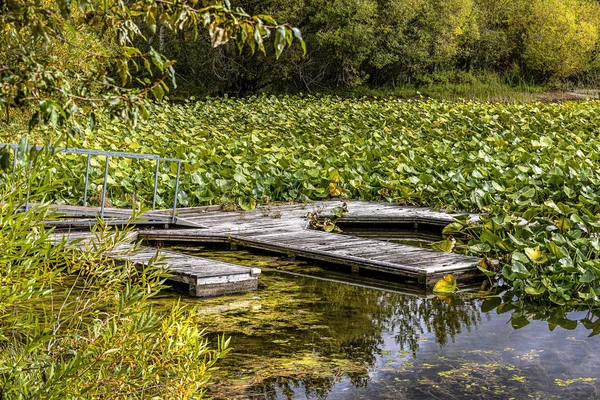 Altes verlassenes Dock zwischen Lilien. — Stockfoto