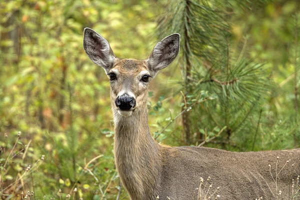 Brown Deer in het bos. — Stockfoto