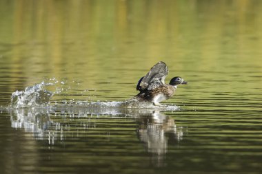 Ördek sıçratan yapar kadın ahşap açılış.