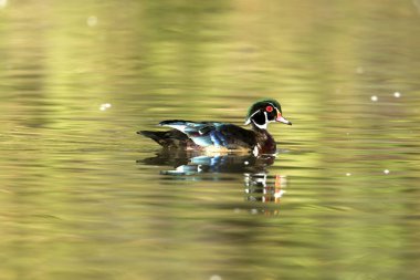 Erkek ahşap ördek gölet.