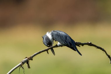 Kingfisher öne eğildi.