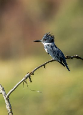 Küçük kingfisher tünemiş.