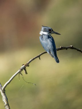 Diğer taraftan küçük kingfisher görünüyor.