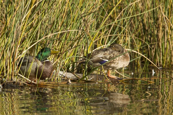 Mallard male and female. — Stock Photo, Image