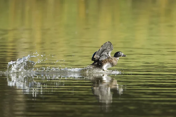 Ördek sıçratan yapar kadın ahşap açılış.