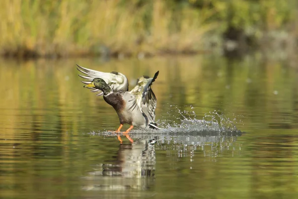 Mallard lands in small pond. — Stock Photo, Image