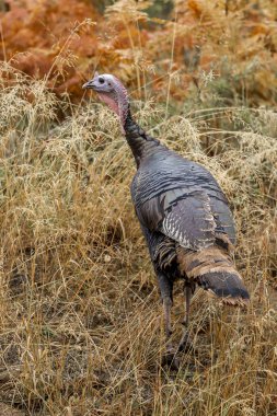 Türkiye tarafındaki tepe.