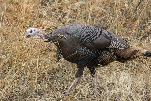 Turkey looks for food. — Stock Photo, Image