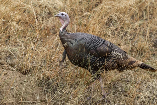 Sideview of turkey. — Stock Photo, Image