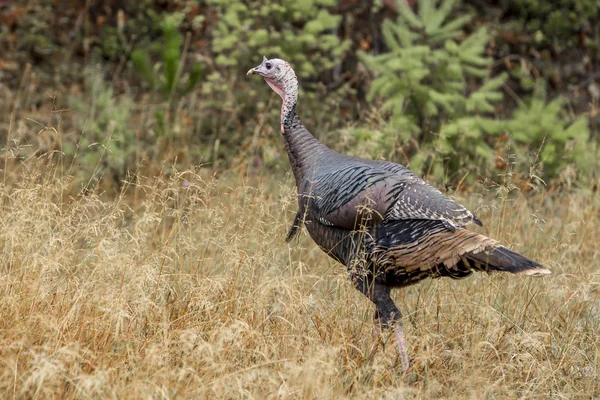 Turkey is walking in brown grass. — Stock Photo, Image