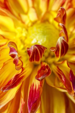 Kırmızı ve sarı yıldız çiçeği.