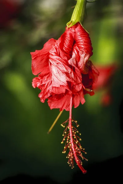 Red checkered Hibiscus flower. — Stock Photo, Image