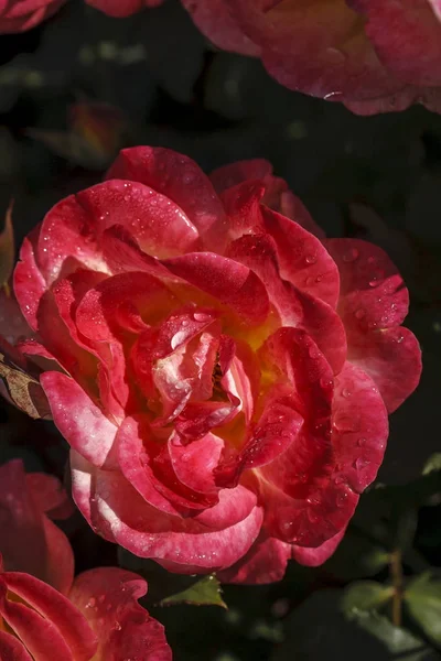 Rosa de samba de río rojo . — Foto de Stock