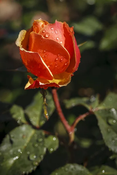 Gotas de agua en una rosa . — Foto de Stock