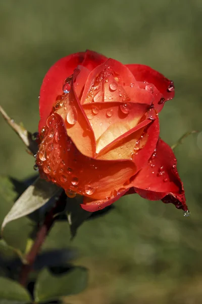 Primo piano di rosa con gocce di pioggia . — Foto Stock