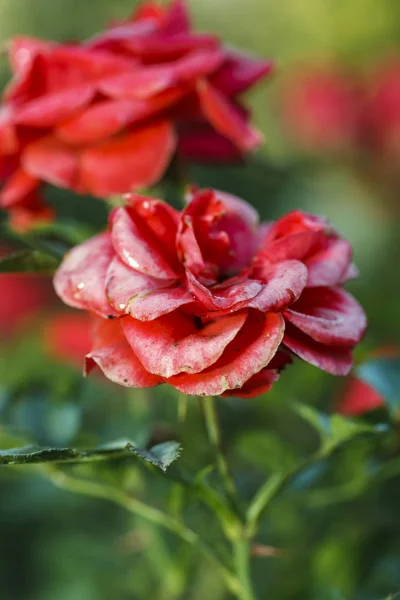 Close up of Muuntie flower. — Stock Photo, Image