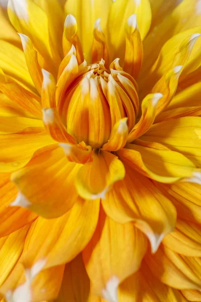 Nahaufnahme der hübschen Dahlienblüte. — Stockfoto