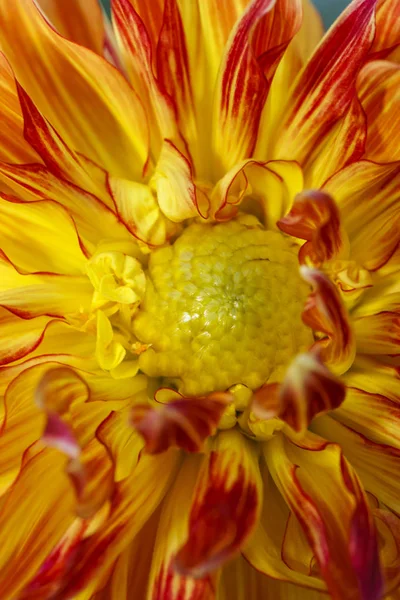 Kırmızı ve sarı yıldız çiçeği içinde.