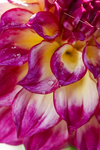 紫と白のダリアの花びら. — ストック写真