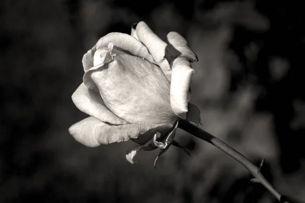 Bir gül B&W görüntü. — Stok fotoğraf