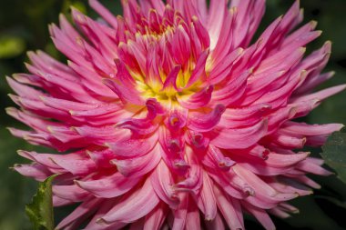Pembe dahlia makro.