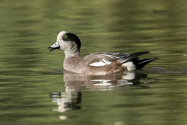 Lindo macho wigeon en estanque . —  Fotos de Stock